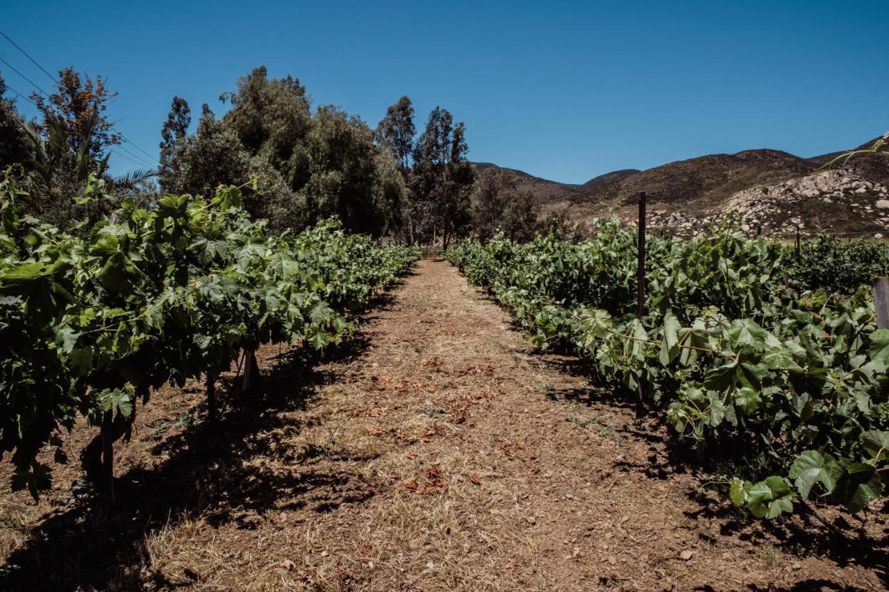 Rancho Toros Pintos Villa Valle de Guadalupe Bagian luar foto